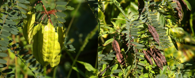 [Two photos spliced together. On the left are a multitude of flat yellow-green pods hanging from a branch. It appears there will be seeds on each half of the pod. On the right are brown dried-looking pods which have bulges from the seeds.]